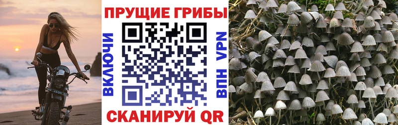 Псилоцибиновые грибы Psilocybine cubensis  магазин продажи наркотиков  KRAKEN ссылки  Котлас 